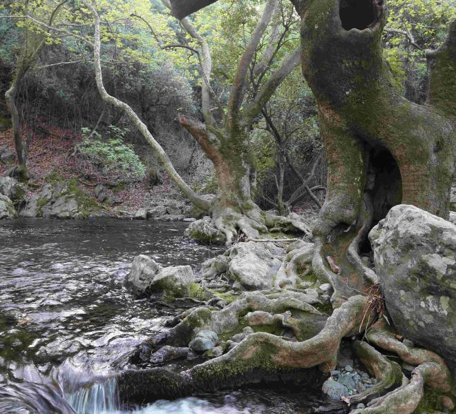 Βάθρες (Φονιά)