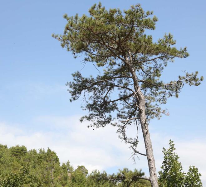 Forest of Dadia 2