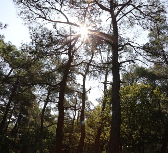 Forest of Dadia 3