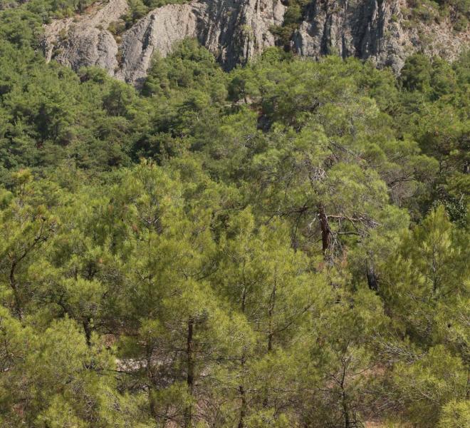 Forest of Dadia 4